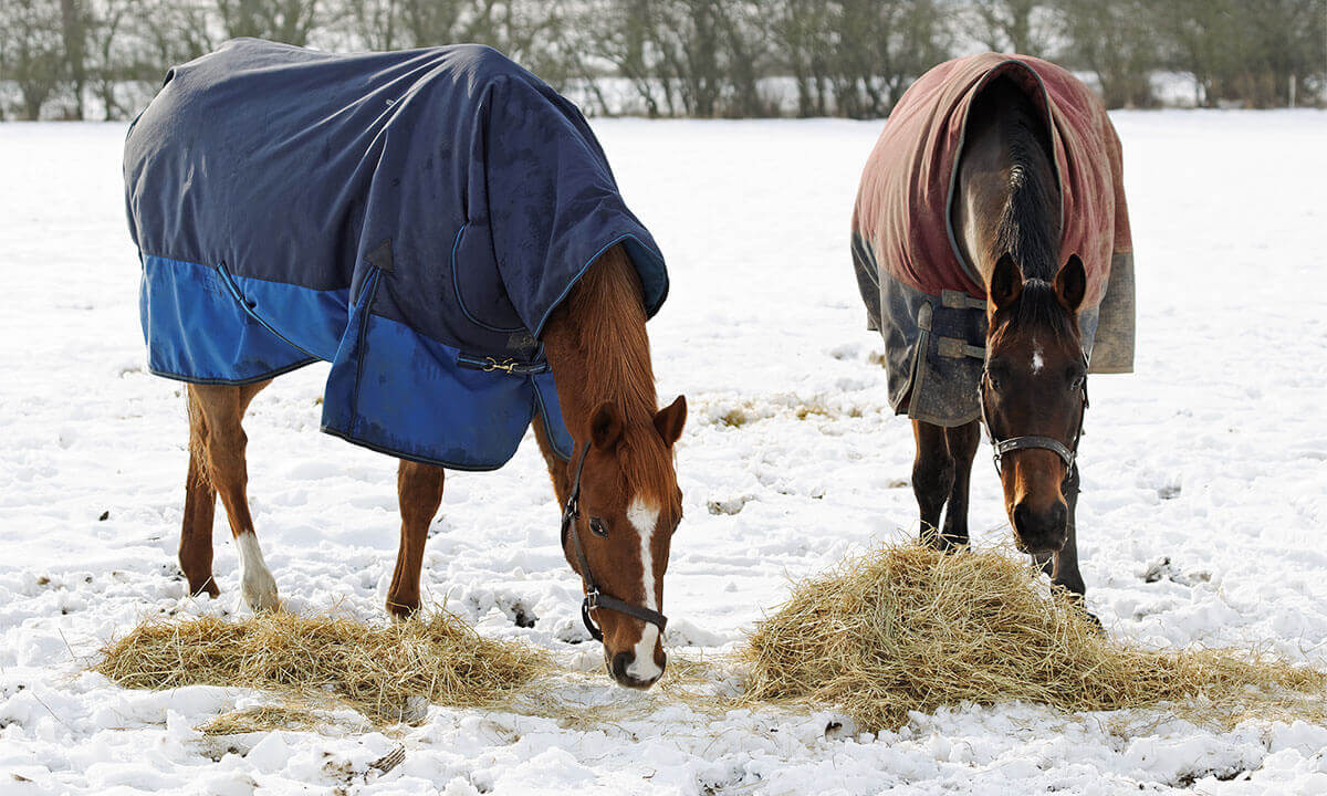 Horses eating hay in snow