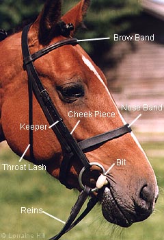 points of bridle