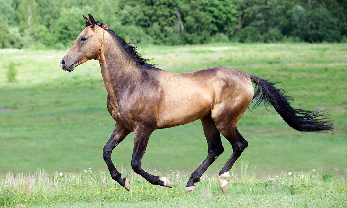 Akhal Teke Horse