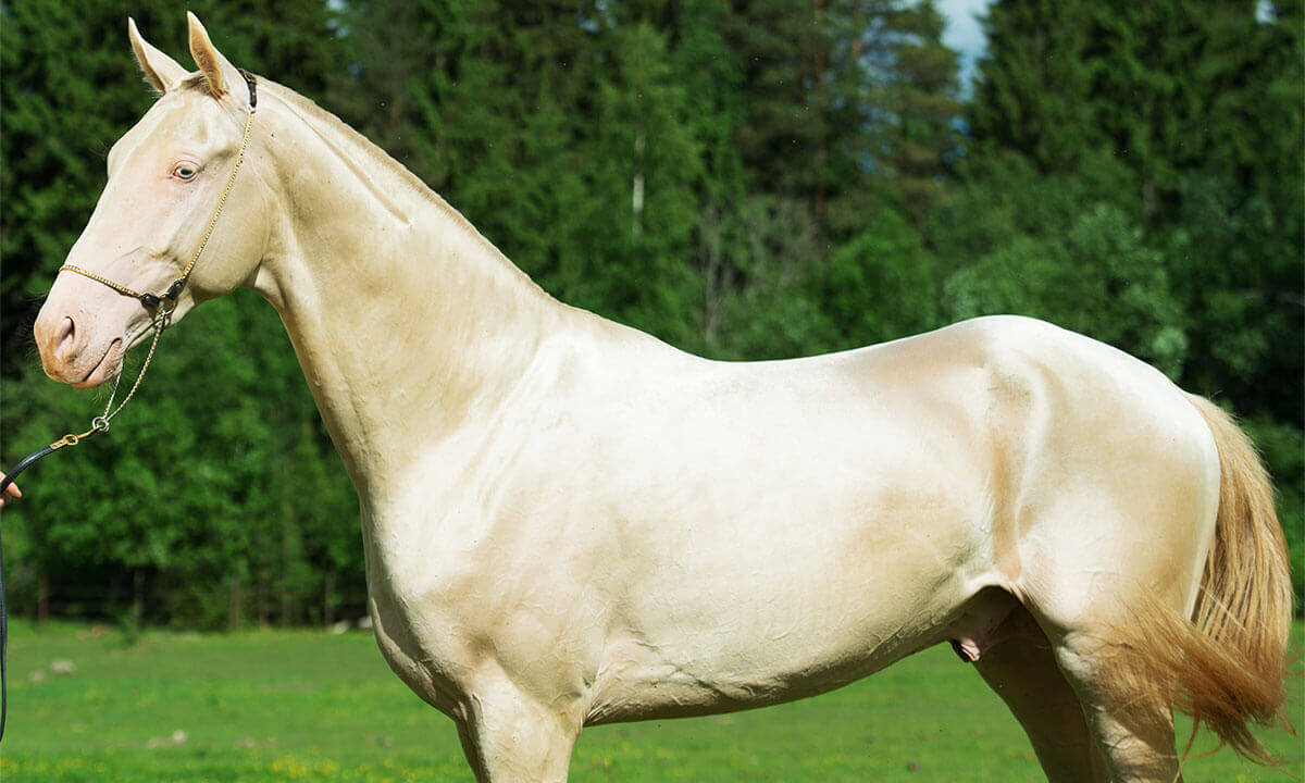 Akhal-Teke Horse