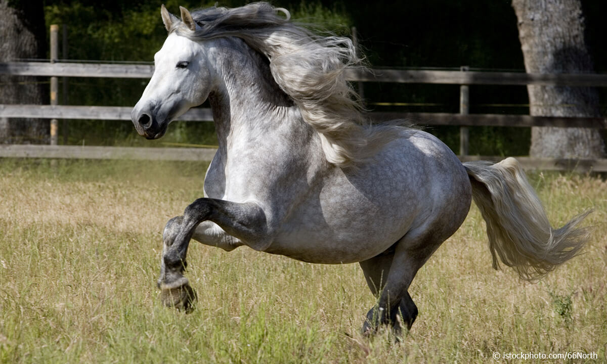 Andalusian Horse