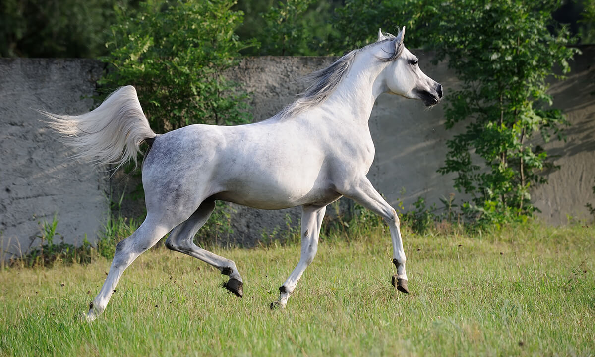 Arab Horse