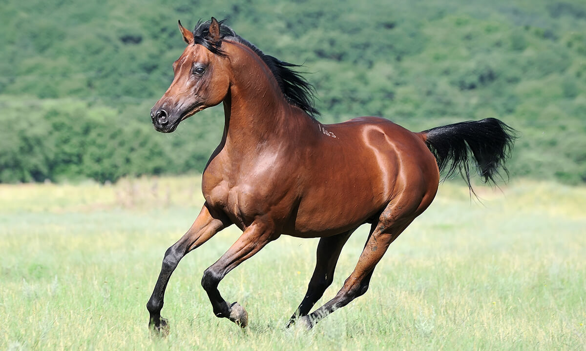 Arab Horse