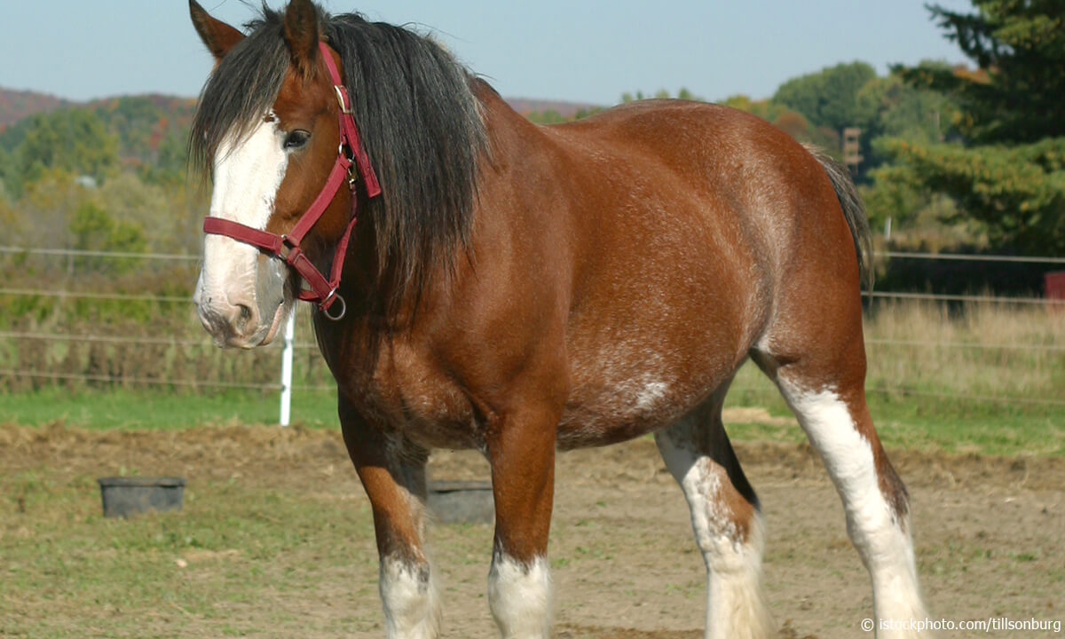 Clydesdale Horse