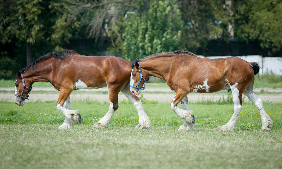 Clydesdale Horses