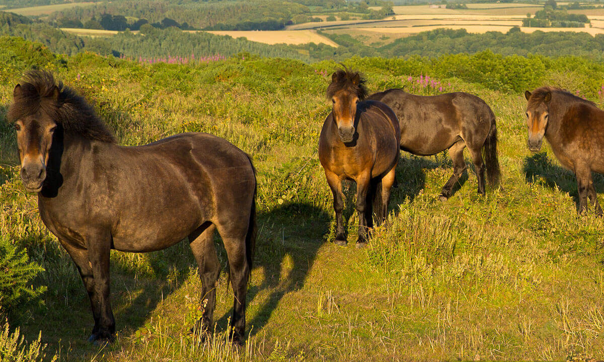 Exmoor Ponies