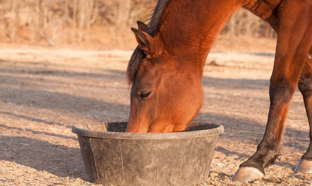 horse feed quantities
