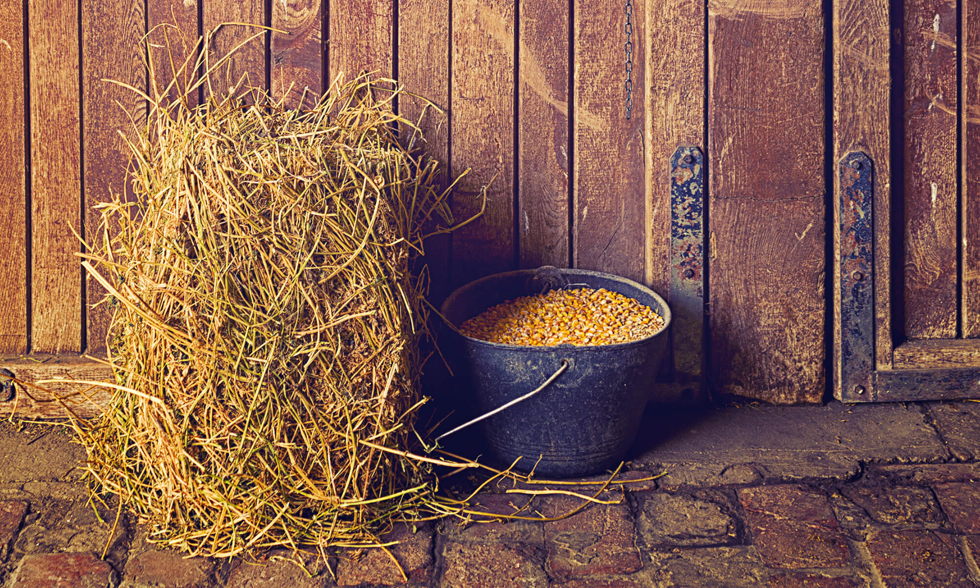 horse forage and concentrate feed ratios