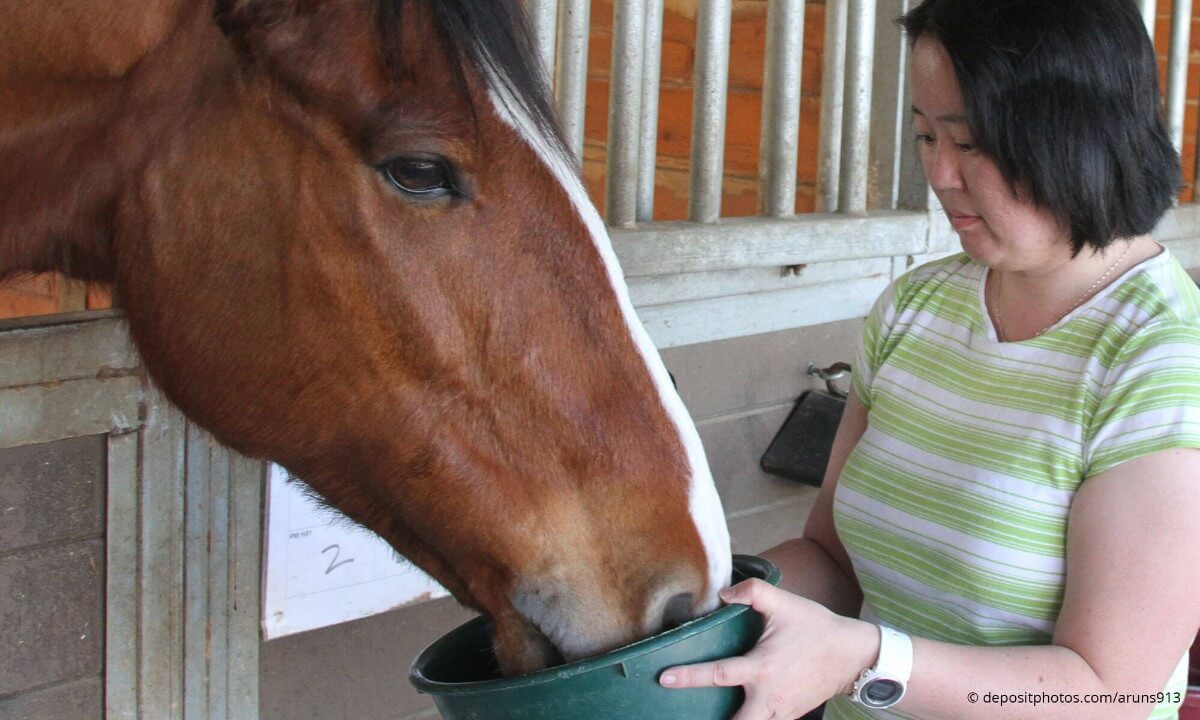 feeding a stable kept horse