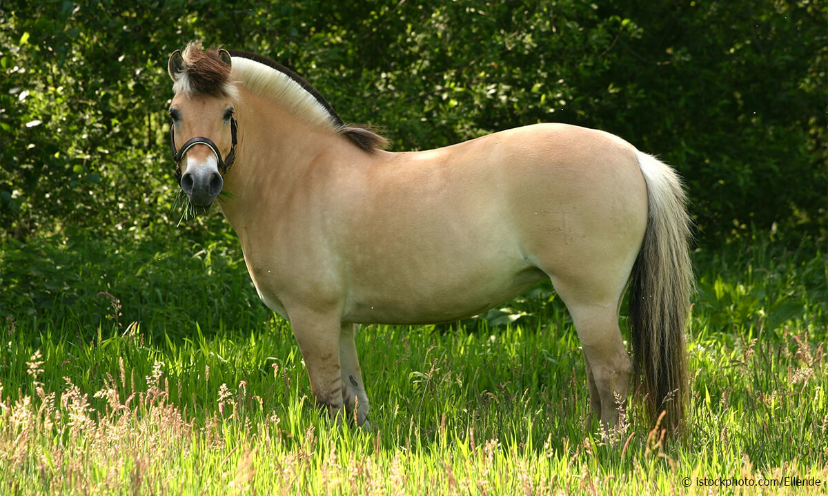 Fjord Horse