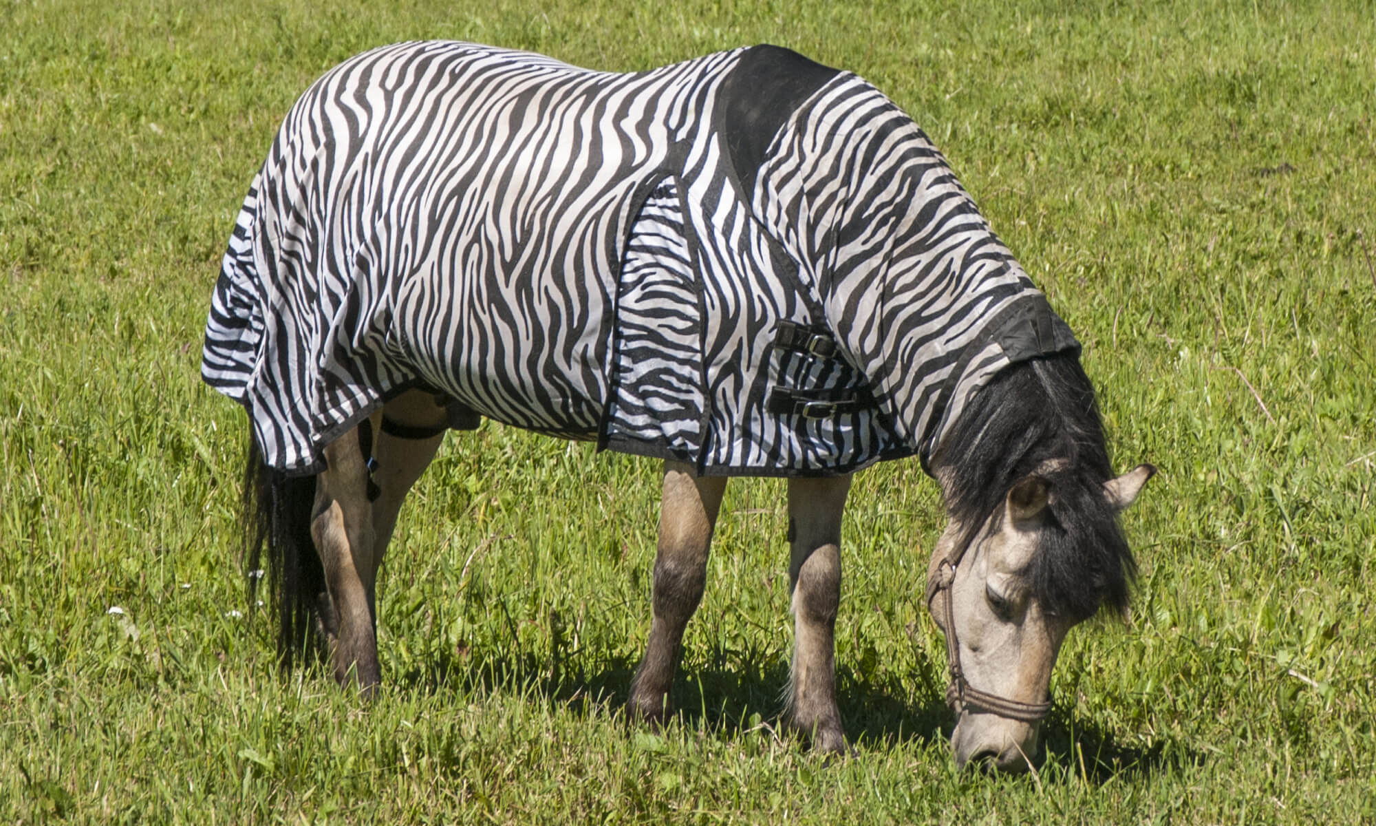 horse fly rugs