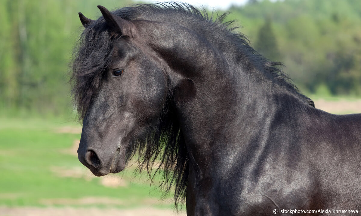 Friesian Horse