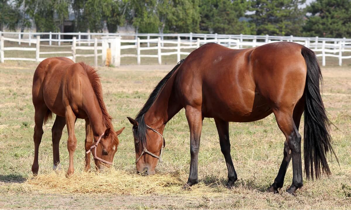 horse forage feeds