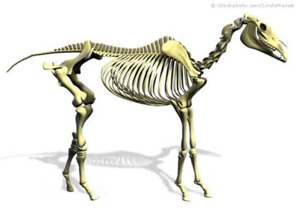 Horse Skeleton