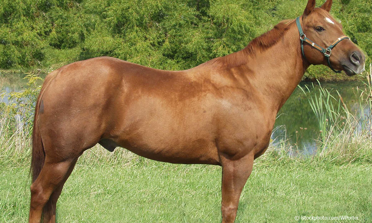 American Quarter Horse