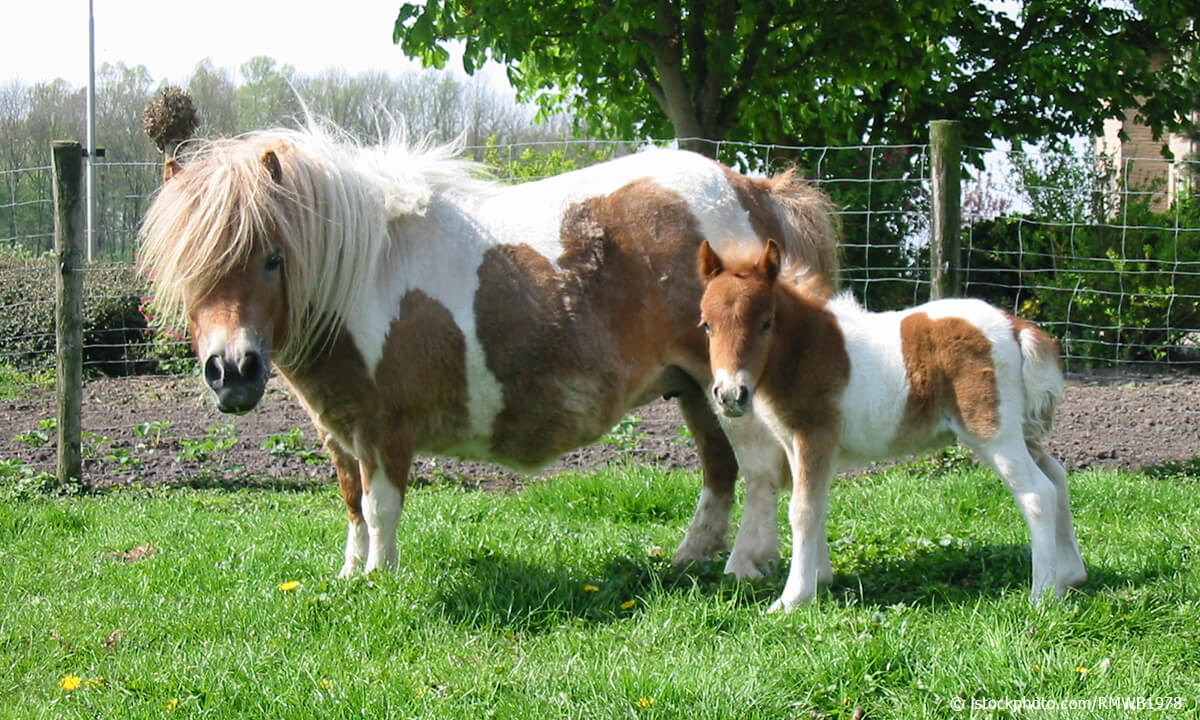 Shetland Pony