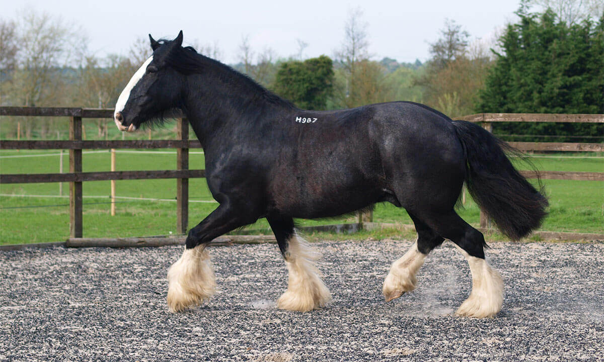 Shire Horse