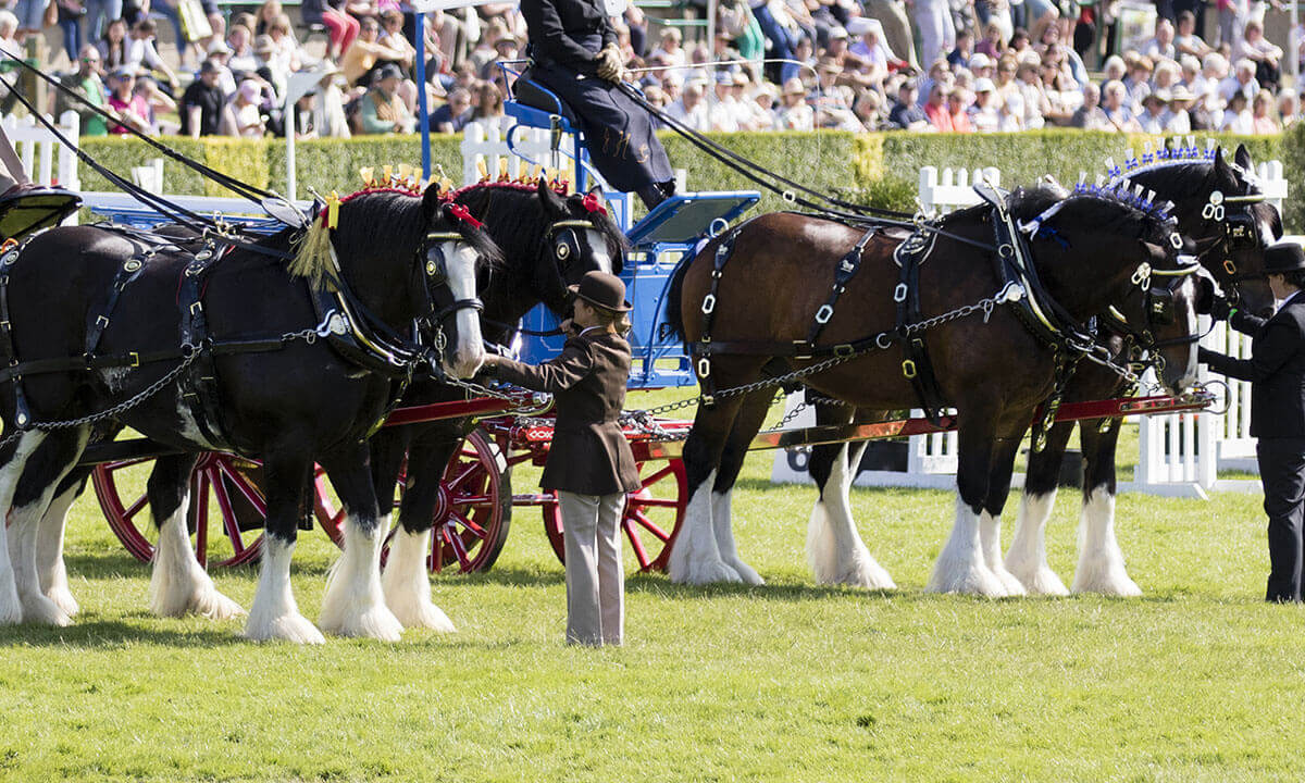 Shire Horses