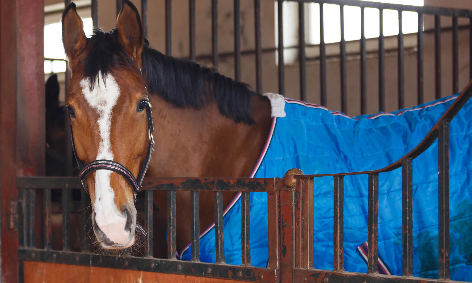 horse stable rugs