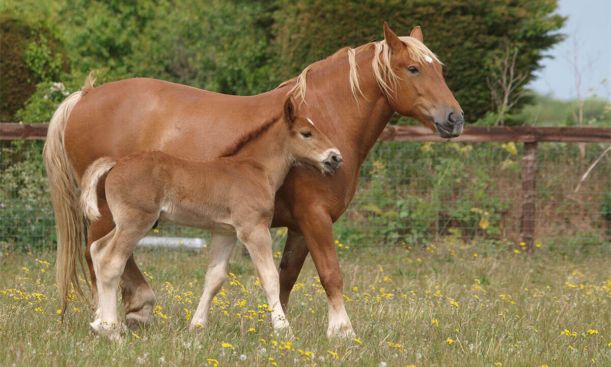 Suffolk Punch Horse