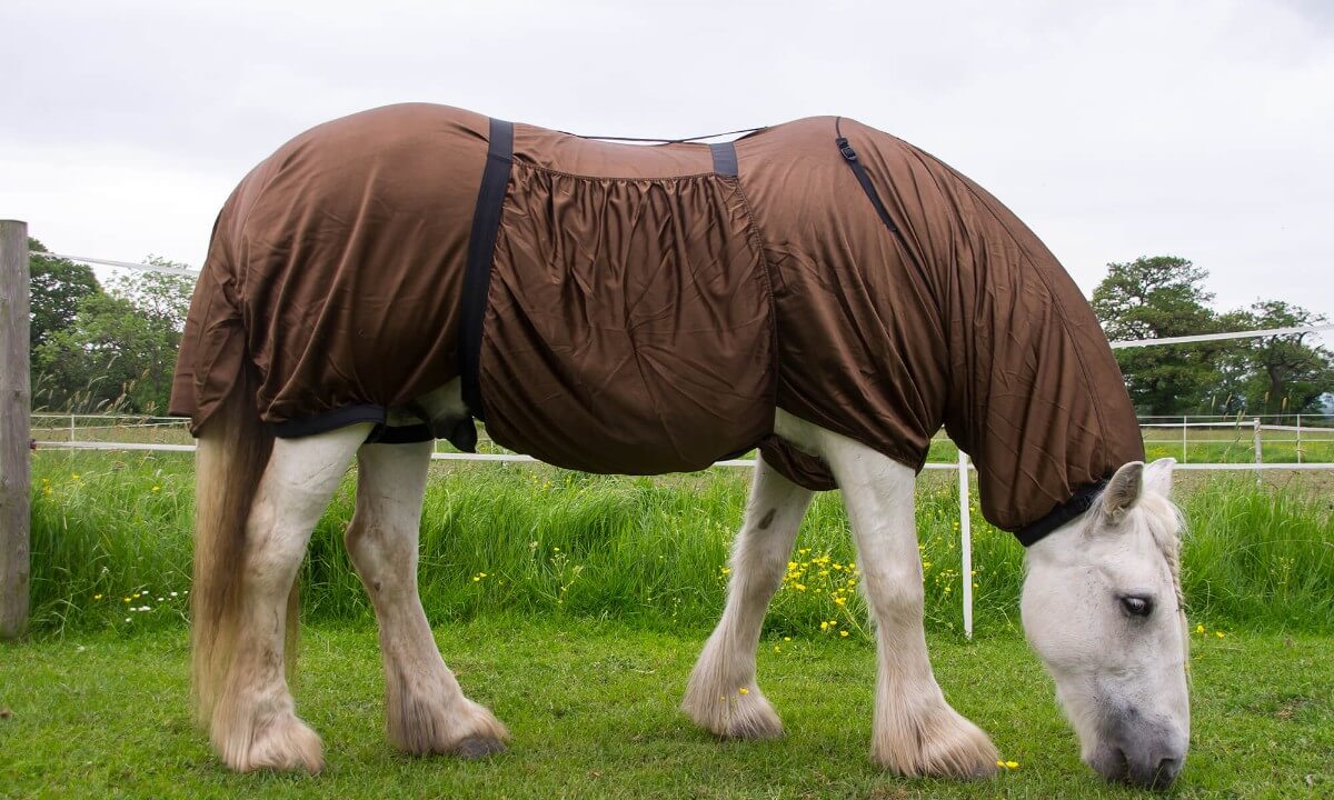 horse sweet itch rugs