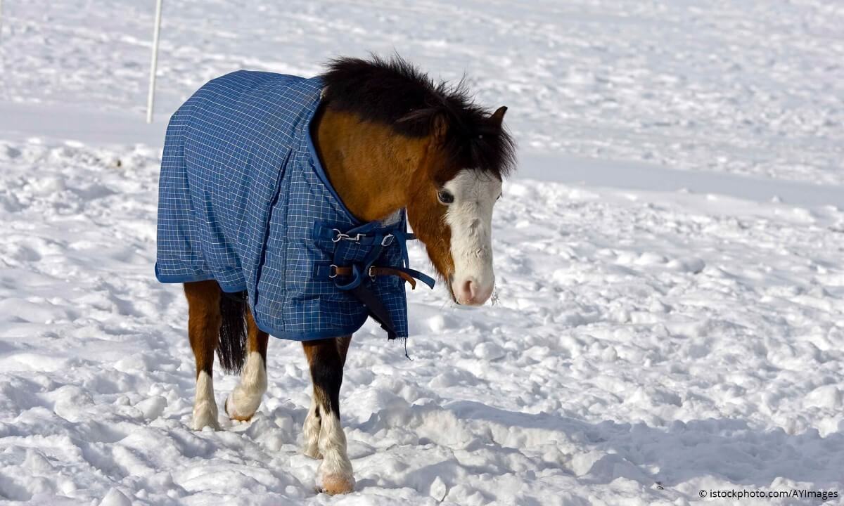 horse turnout rugs