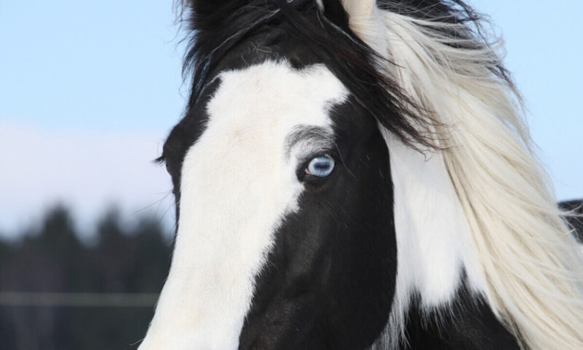 horse head markings: wall eye